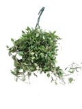 Lacunosa Mint